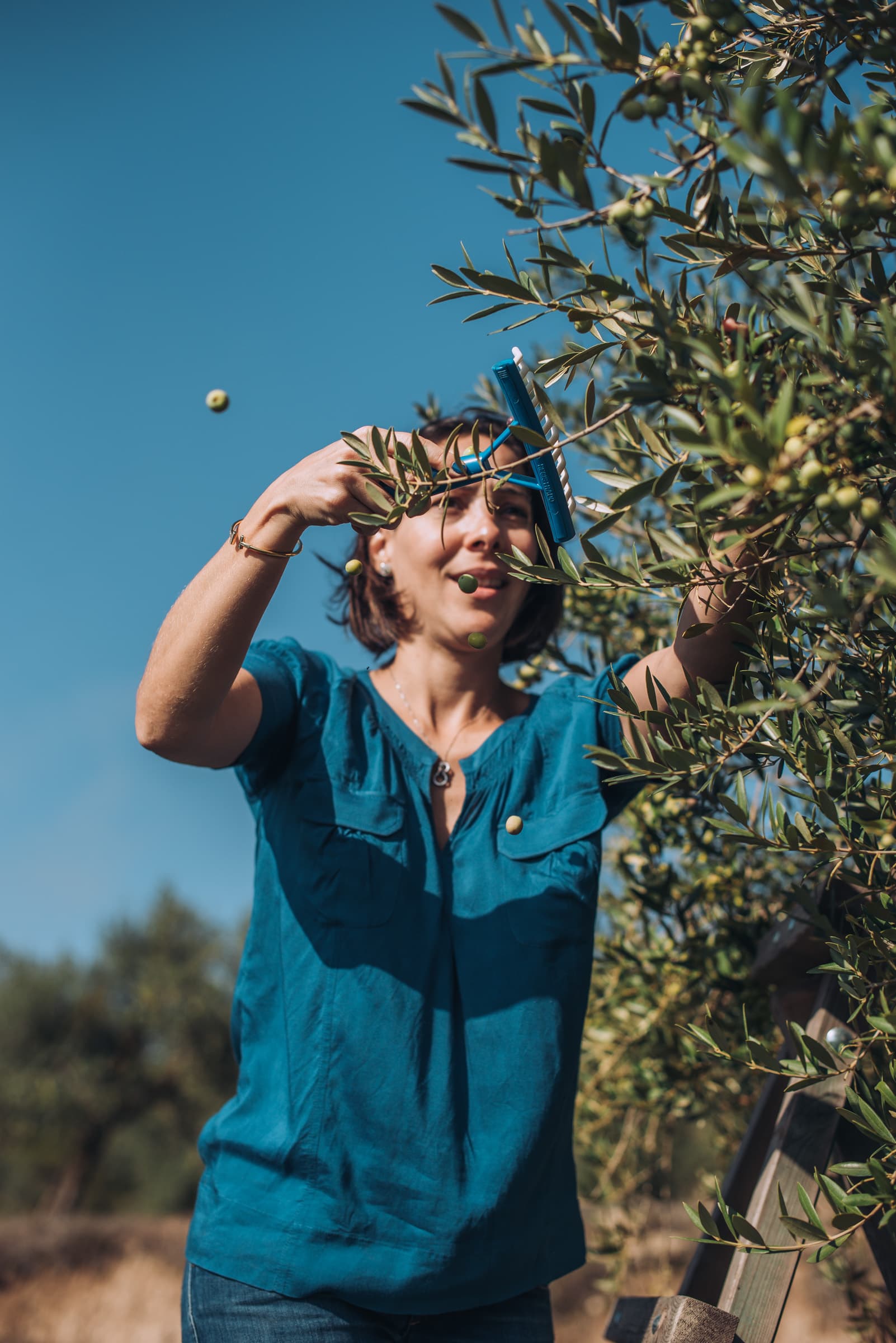 Mujer recogiendo aceitunas de un olivo bajo el cielo azul